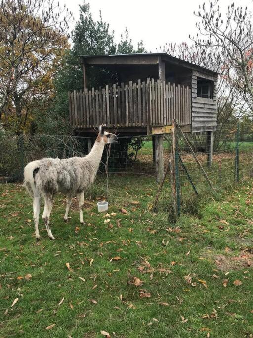 La Fermette Aux Lamas Savigny-Levescault Ngoại thất bức ảnh